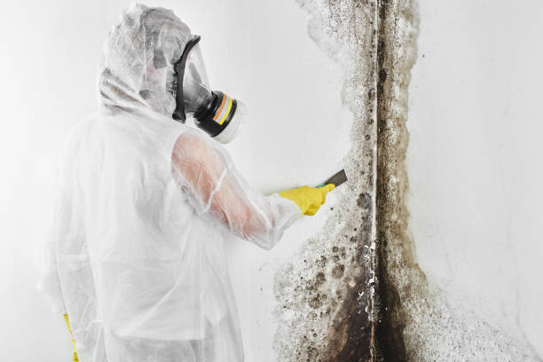 Best Commercial Mold Removal  in Glenarden, MD