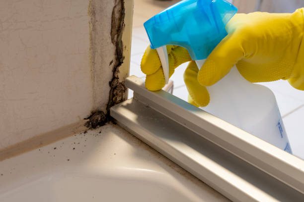 Mold Removal and Inspection in Glenarden, MD