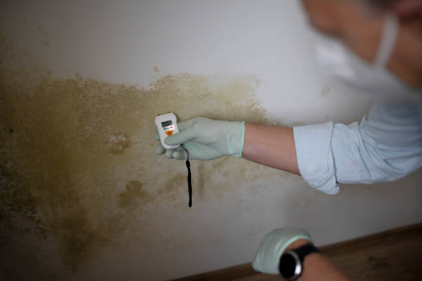 Best Toxic Mold Removal  in Glenarden, MD