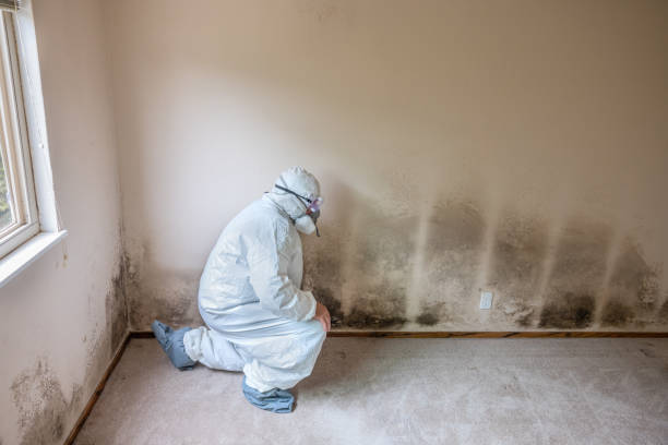 Best Mold Remediation Experts  in Glenarden, MD