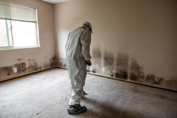 Best Emergency Mold Removal  in Glenarden, MD