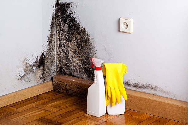 Best Home Mold Removal  in Glenarden, MD