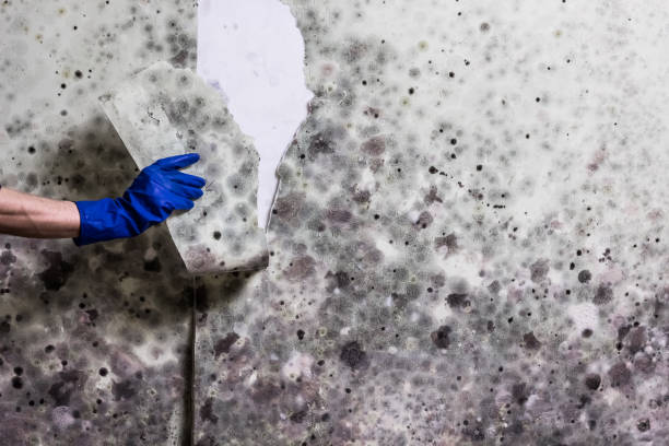 Best Mold Damage Repair  in Glenarden, MD