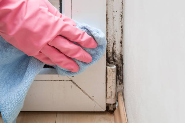 Best Fast Mold Removal  in Glenarden, MD