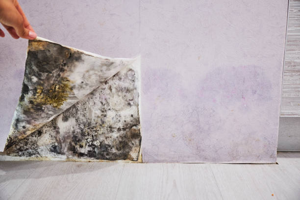 Best Local Mold Removal Service  in Glenarden, MD